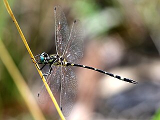 <i>Tonyosynthemis</i> Genus of dragonflies