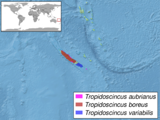 <i>Tropidoscincus</i> Genus of lizards