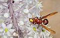 Image 24 Oriental hornet Photograph credit: Gideon Pisanty The oriental hornet (Vespa orientalis) is a social insect in the family Vespidae, found in southern Europe, northeastern Africa, and western Asia. This worker, photographed in Sha'ar Poleg Reserve in Israel, is gathering nectar from a sea squill; adults will also feed on honeydew and fruit. They also capture insects such as grasshoppers, flies and honey bees to provide a diet high in protein for the colony's brood. More selected pictures