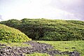 Wind-shorn Pisonia trees on Vostok Island