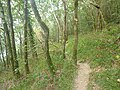 Le GR 34 (sentier littoral) dans le Bois du Loc'h