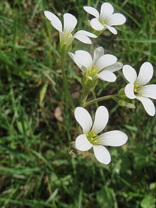 <span class="mw-page-title-main">Saxifragales</span> Order of Eudicot flowering plants in the Superrosid clade