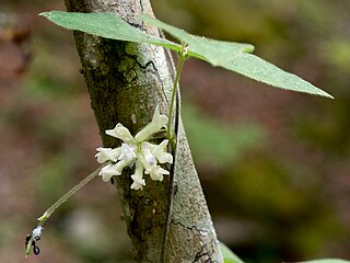 <i>Amphicarpaea bracteata</i> Species of legume