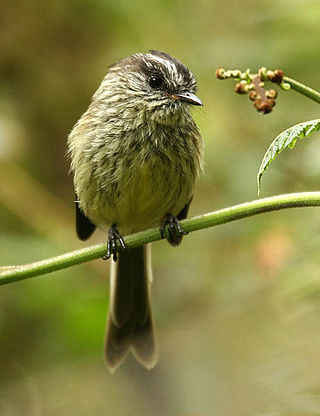 <span class="mw-page-title-main">Agile tit-tyrant</span> Species of bird