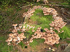 Armillaria mellea