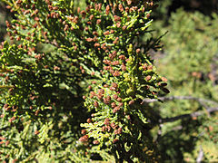 Austrocedrus chilensis