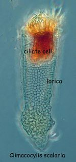 Choreotrich Subclass of single-celled organisms