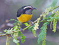 Coereba flaveola portoricensis