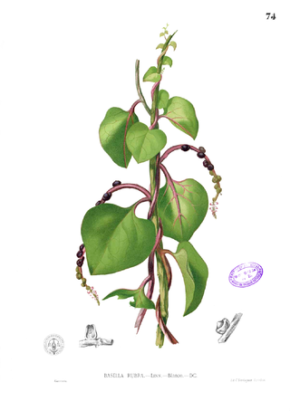 <span class="mw-page-title-main">Basellaceae</span> Family of flowering plants