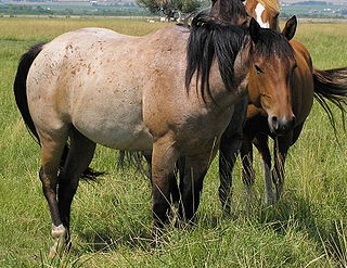 <span class="mw-page-title-main">Roan (color)</span> Coat color found in many animals