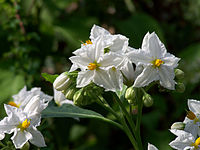 Solanum bonariense