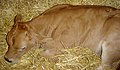 Calf sleeping