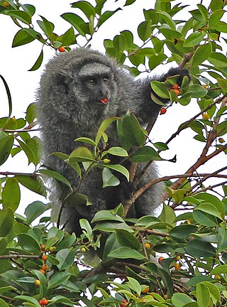 <span class="mw-page-title-main">Coastal black-handed titi monkey</span> Species of New World monkey