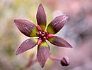 Flower of Campynema lineare