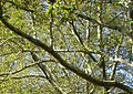 Tree Canopy. Taken on the campus of MIT. 22 September 2012