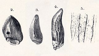 <i>Cardiodon</i> Extinct genus of dinosaurs