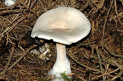 Vaškinė tauriabudė (Clitocybe phyllophila)