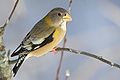 Female evening grosbeak in Algonquin Provincial Park, Ontario, Canada