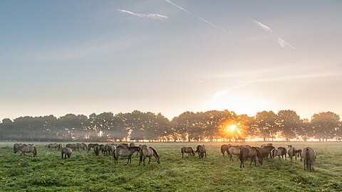 Dülmener Wildpferde, Merfelder Bruch