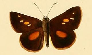 <i>Dalla</i> (skipper) Genus of butterflies