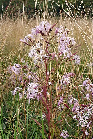 <i>Dianthus superbus</i> Species of flowering plant