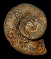 * Nomination Discoceras dankelmanni, an Ordovician Nautilid --Llez 05:19, 2 September 2011 (UTC) * Promotion Good quality. --Taxiarchos228 06:21, 2 September 2011 (UTC)