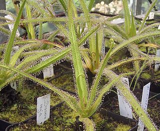 <i>Drosera regia</i> Species of carnivorous plant in the family Droseraceaea endemic to a single valley in South Africa