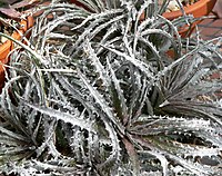 Dyckia fosteriana