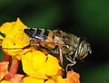 * Nomination A female hoverfly collecting nectar (Eristalinus taeniops) - Alvesgaspar 23:50, 2 November 2007 (UTC) * Promotion Good detail, colour, and DOF. - Relic38 02:54, 4 November 2007 (UTC)