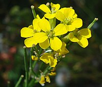 Erysimum hieracilifolium (Stijve steenraket)