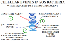 Genotoxic Damage.png