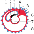 Diagram showing later stage of allantoic development with commencing constriction of the yolk-sac. 1 Heart 2 Amniotic cavity 3 Embryo 4 Body-stalk 5 Placental villi 6 Allantois 7 Yolk-sac 8 Chorion