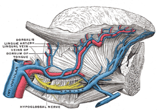 <span class="mw-page-title-main">Dorsal lingual veins</span>