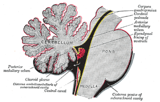 <span class="mw-page-title-main">Choroid plexus</span> Structure in the ventricles of the brain