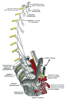 Stellate ganglion Controls bloodflow to each leg, arm or hand; may amplify pain perception.