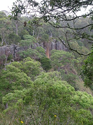 <span class="mw-page-title-main">Guy Fawkes River National Park</span> Protected area in New South Wales, Australia