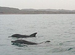 Indo-Pacific bottlenose dolphins nearby Hengam Island