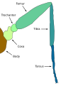 Image 5Diagram of a typical insect leg (from Insect morphology)