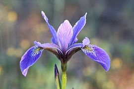 Iris versicolor Flower