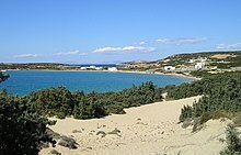 Juniperus macrocarpa Paros3.jpg