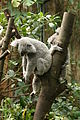 Koalas