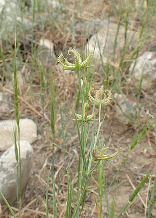 <i>Koelpinia</i> Genus of flowering plants