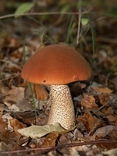 Lepšė (Leccinum scabrum)