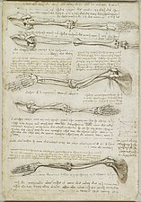 Anatomische studie van de arm, ca. 1510