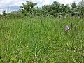 Heißlände in der Lobau mit Federgras und mehreren Orchideenarten.