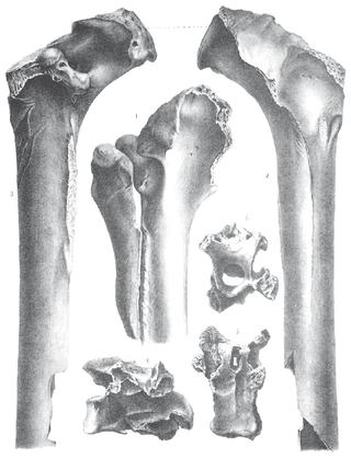 <i>Mesembriornis</i> Extinct genus of birds