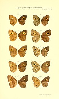 <i>Heteropsis comorana</i> Species of butterfly