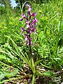 Orchis mascula Germany - Wellendingen (Bonndorf im Schwarzwald)