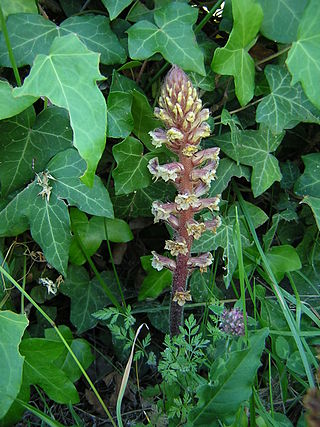 <i>Orobanche hederae</i> Species of flowering plant