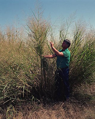 <i>Panicum</i> Genus of grasses